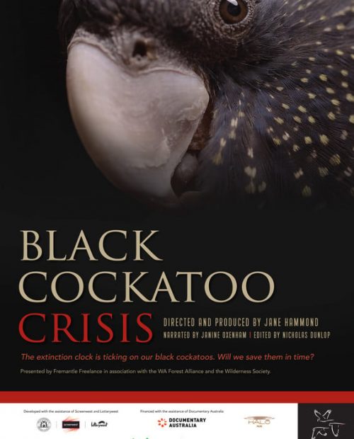 Black Cockatoo Crisis